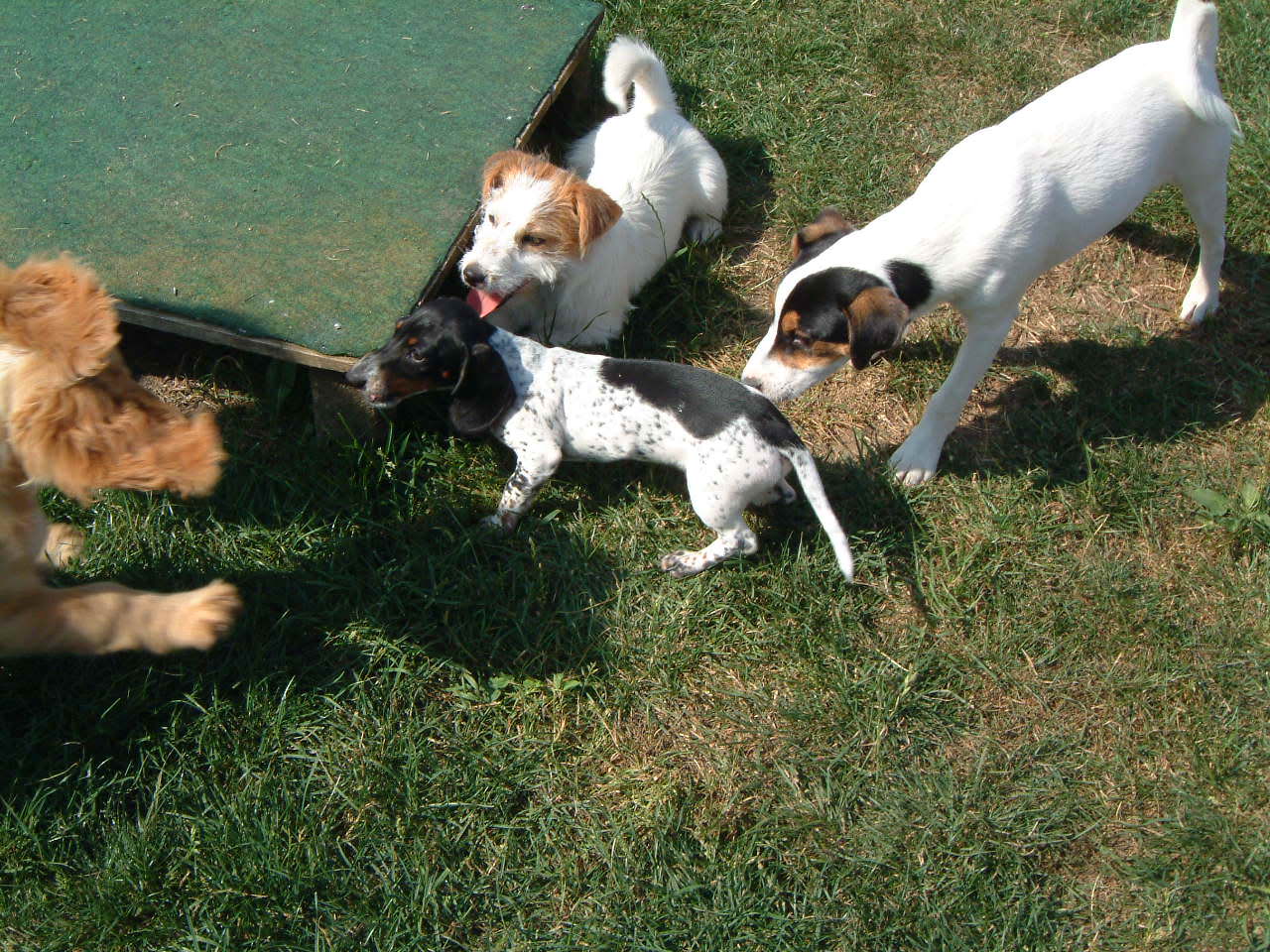 Spielgruppe für kleine Hunde