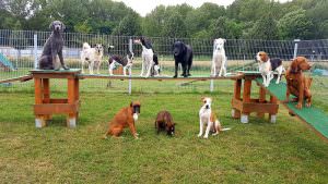 Hundetagesbetreuung