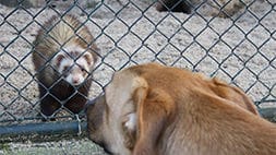 Hundetraining im Zoo